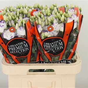 359816094_434535866_H_1-8 Eustoma Excalibur Blue Picotee s modro-bielym okrajom