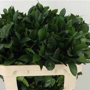 359816096_434535884_H_1-6 Ruscus Hypophyllum 70 cm