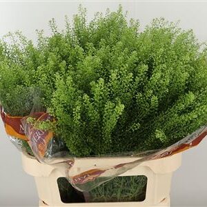 Thlaspi Green Bell 70 cm