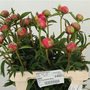 359824867_434547450_H_1-5 Pivonka Coral Charm s korálovými lupeňmi
