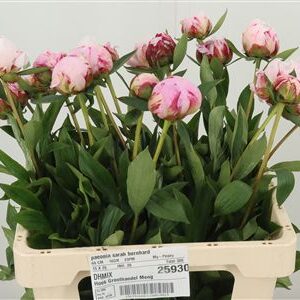 359824868_434547453_H_1-8 Pivonka Sarah Bernhardt s plnými ružovými lupeňmi