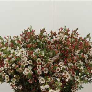 359835973_434564288_H_1-3 Chamelaucium Morning Delight 40 cm