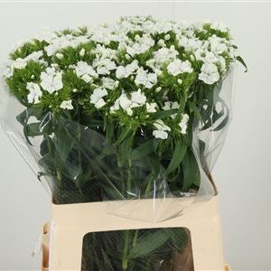 359835979_434564329_H_1-3 Biely karafiát Di Barb White s dĺžkou 60 cm