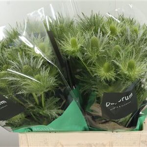 359836007_434564395_H_1-2 Eryngium Alpinum v modrej farbe