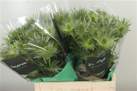 359836007_434564395_H_1-2 Eryngium Alpinum v modrej farbe