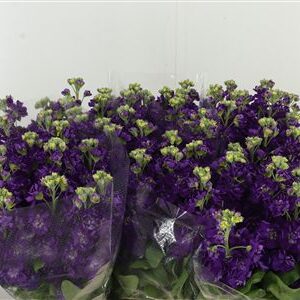 359836047_434564570_H_1-3 Matthiola Debora Purple rezaný kvet