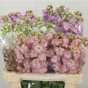 Matthiola Mixed In The Bucket