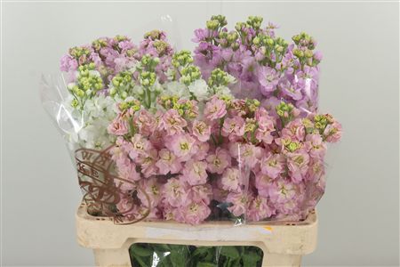 359836049_434564586_H_1 Matthiola Mixed In The Bucket