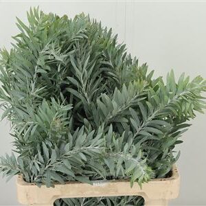 Dec Acacia Luna D' Argento