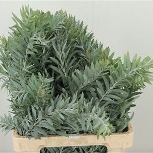 359872752_434607887_H_1 Dec Acacia Luna D' Argento