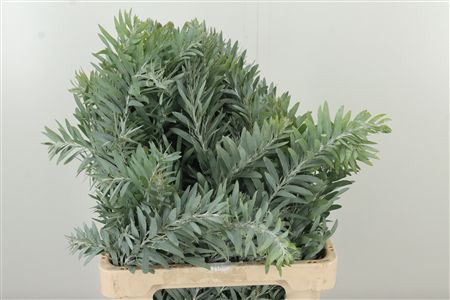 359872752_434607887_H_1 Dec Acacia Luna D' Argento