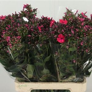 359873478_434609823_H_1-2 Phlox Windsor Dark Pink tmavoružový rezaný kvet