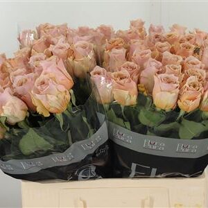 359874967_434611495_H_1-4 Ruža Cortado