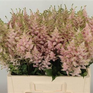 359875415_434612309_H_1-4 Astilbe Europa Pale Pink rezaný kvet