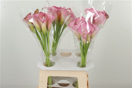 Zant Samur Pale Pink