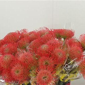 Leucadendron Ayoba Pink rezaný kvet