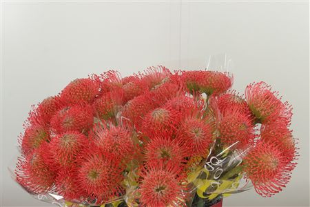 Leucadendron Ayoba Pink rezaný kvet