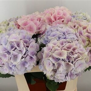 359876399_434613903_H_1-3 Hortenzia M Verena White 60 cm