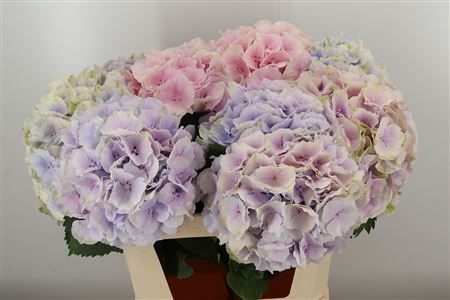 359876399_434613903_H_1-3 Hortenzia M Verena White 60 cm