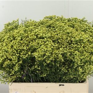 359876416_434613966_H_1-4 Limonium Sin China Lemon 60 cm