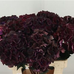 359876864_434614683_H_1-2 Hortenzia M Dark Ruby