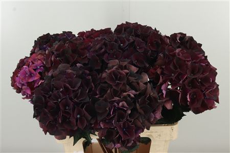 359876864_434614683_H_1-2 Hortenzia M Dark Ruby