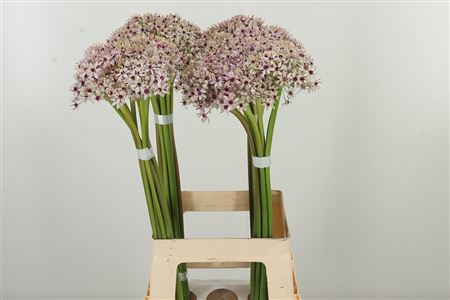 359884243_434623207_H_1-4 Okrasný cesnak Allium Silverspring
