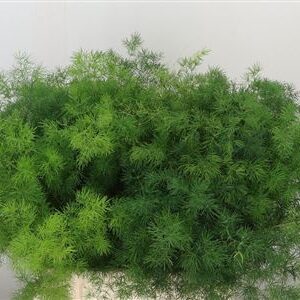 359884518_434623773_H_1-1 Asparagus Umbellatus 70 cm