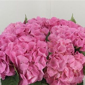 359886600_434628101_H_1 Hortenzia M Elbtal Pink rezaná