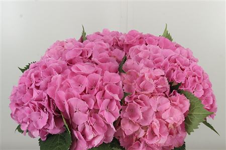 359886600_434628101_H_1 Hortenzia M Elbtal Pink rezaná
