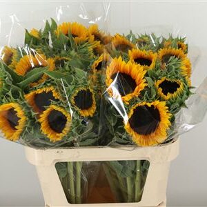 359886601_434628109_H_1-11 Slnečnica Sunrich Orange s výraznými oranžovými lupeňmi a tmavým stredom