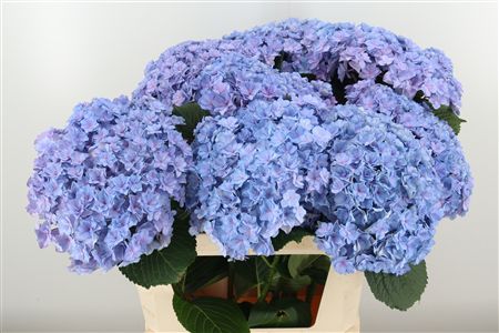 Hydr M Beau Luxor Milka