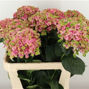 359886777_434628328_H_1-2 Hortenzia M Coral Pastel