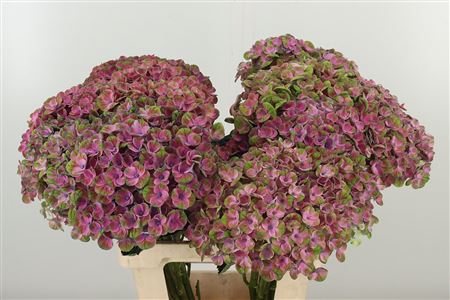 Hortenzia Mágia Amazone