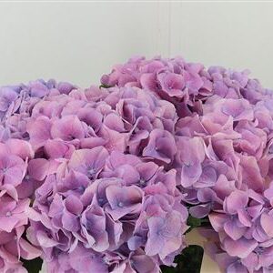 359886802_434628510_H_1-2 Hortenzia M-Marsepein Milka 60 cm