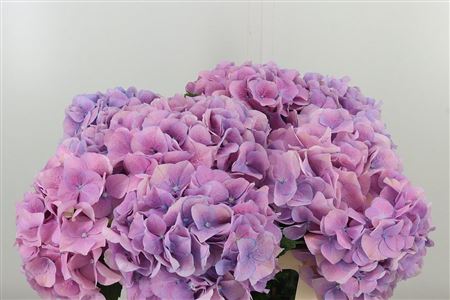 359886802_434628510_H_1-2 Hortenzia M-Marsepein Milka 60 cm