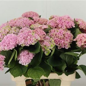 359886805_434628536_H_1-1 Hortenzia M Revolution Pink