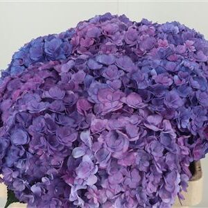 359886820_434628566_H_1-4 Hortenzia M Roy Anastasia Purple