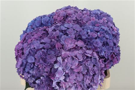 Hortenzia M Roy Anastasia Purple