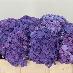 359886829_434628575_H_1-2 Hortenzia M Roy Anastasia Purple