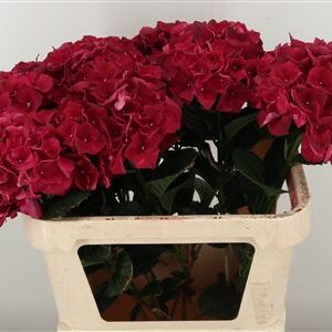 359886856_434628621_H_1-3 Hortenzia M Ruby Red