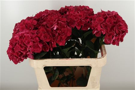 359886856_434628621_H_1-3 Hortenzia M Ruby Red