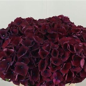359886871_434628649_H_1-2 Hortenzia M Rubyred Aubergine 50 cm