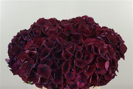 359886871_434628649_H_1-2 Hortenzia M Rubyred Aubergine 50 cm