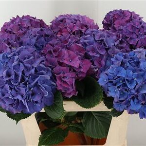 359886890_434628699_H_1-4 Hortenzia M Rodeo Purple