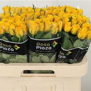 359894217_434637397_H_1-1 Okrasný cesnak Allium Jackpot s guľovitým fialovým súkvetím na stonke