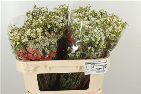 359894405_434637956_H_1-4 Chamelaucium Dawn Pearl White