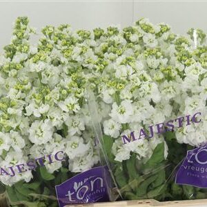 359894450_434638231_H_1-1 Matthiola Stox Silver rezaný kvet