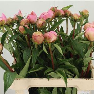 Paeonia Catharina Fontijn