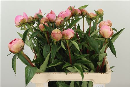 359900423_434647513_H_1 Paeonia Catharina Fontijn